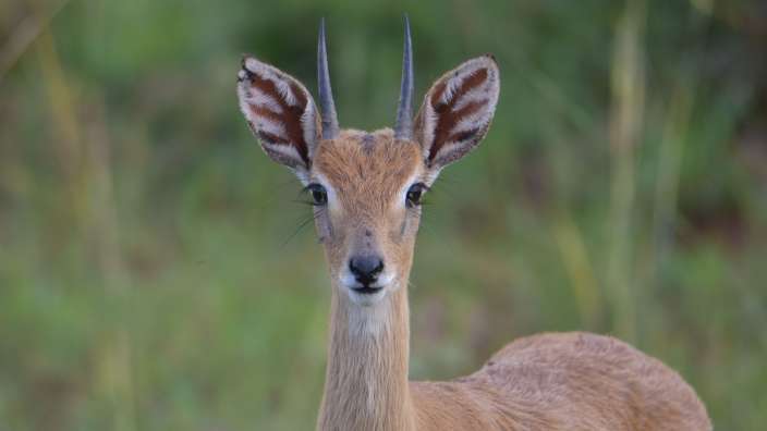 Oribi Antilope