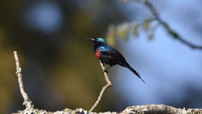 Red Chested Sunbird
