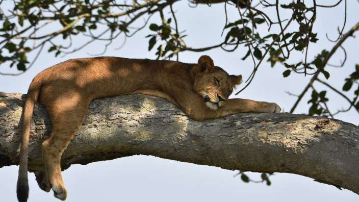 Baumlöwen im Queen Elizabeth NP