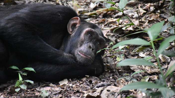 Schimpanse 
