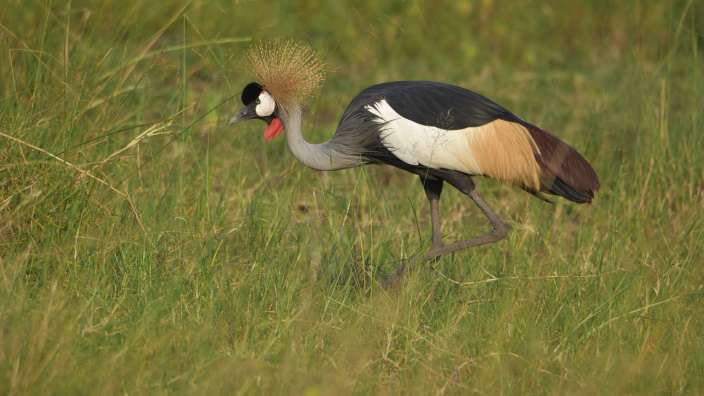 Kronenkranisch, der Vogel Ugandas