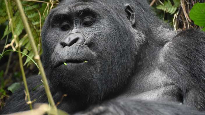 Auge in Auge mit den Berggorillas