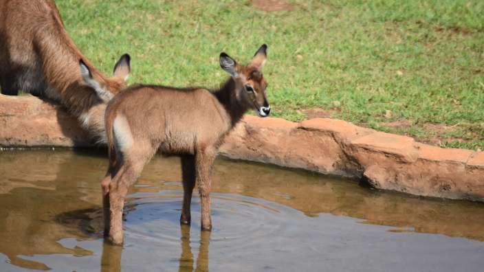 Wasserböckchen an der Wasserstelle