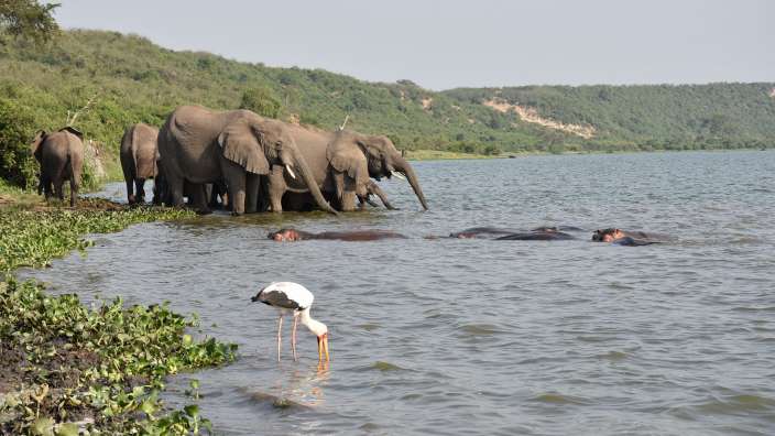 Elefanten, Hippo's und Storch am Kazinga Kanal