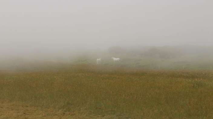 Nebel auf Beachy Head