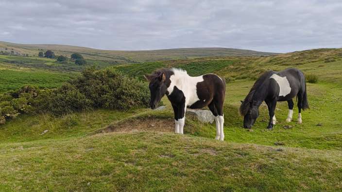 Wanderung im Dartmoor