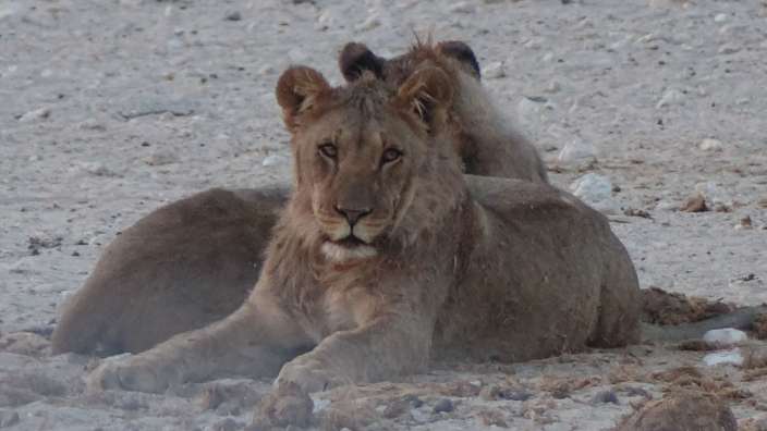Etosha