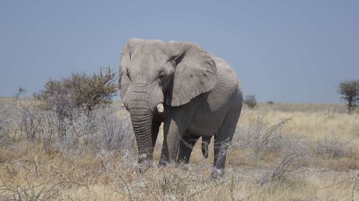 Etosha