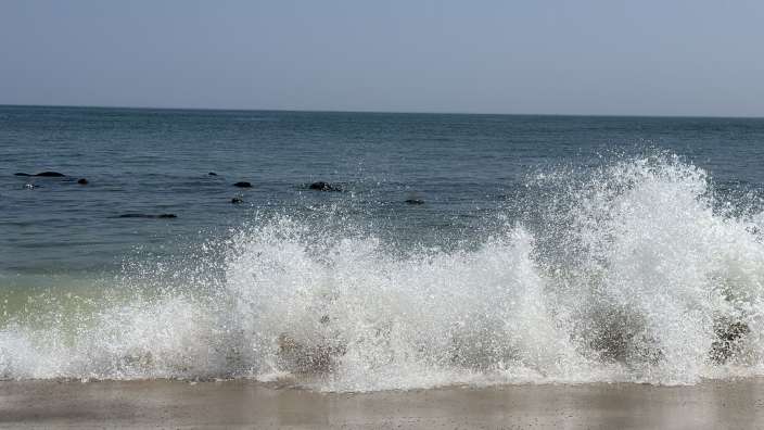 Cape Cod - mit Seehunden