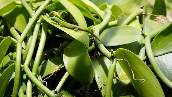 Vanilleplantage Roulof