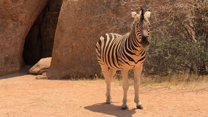Ein Zebra, direkt vor unserm PKW