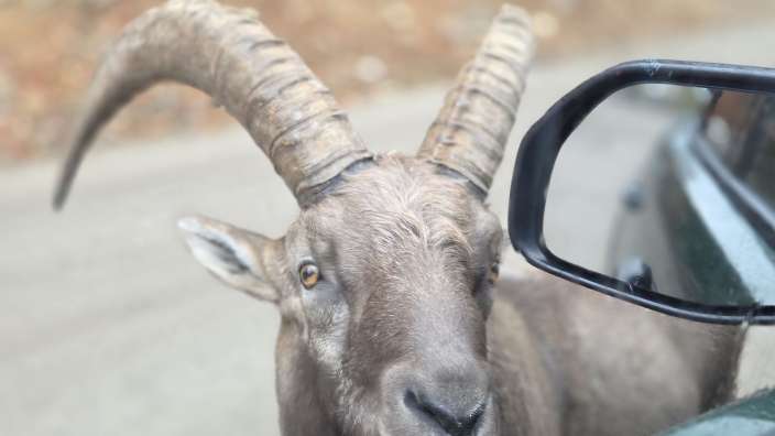 Steinbock im Parc Omega