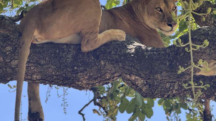 Baumlöwe am Lake Manyara