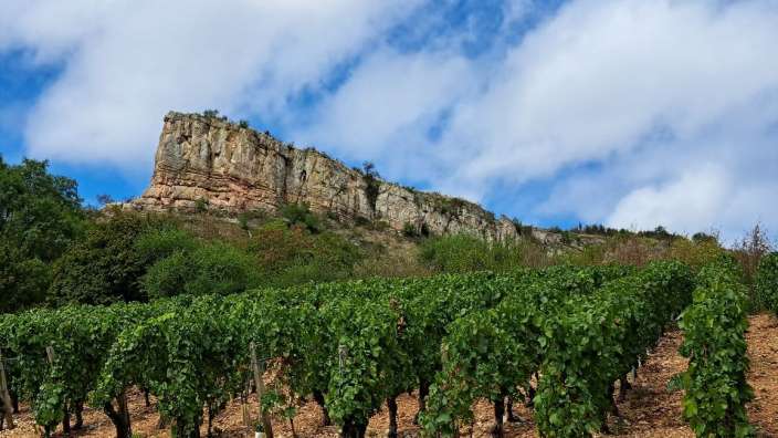 Weinberg im Máconnais