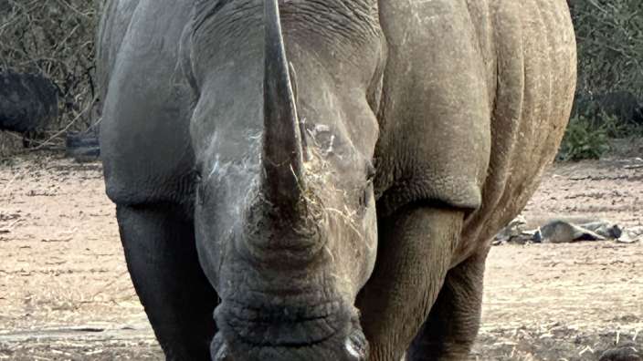 geschütztes Nashorn (Horn)