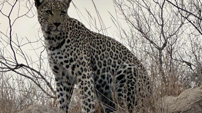 was beobachtet der Leopard