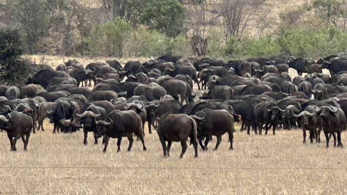 Büffelwanderung