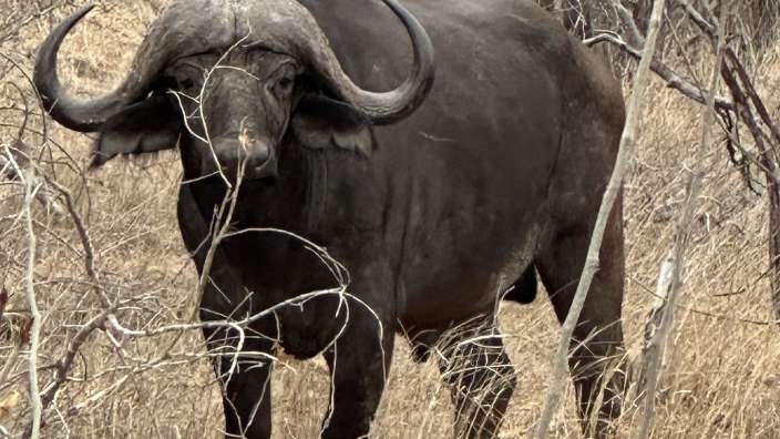 mächtiger Leitbüffel