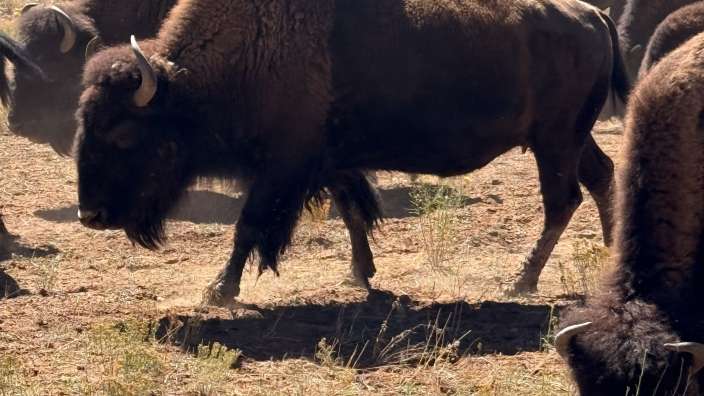 Bison Herde unterwegs nach Rockville