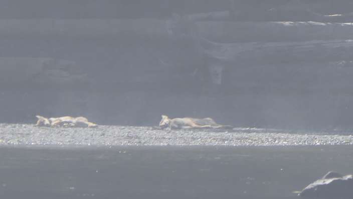 Jungwölfe bei der Siesta im Nebel