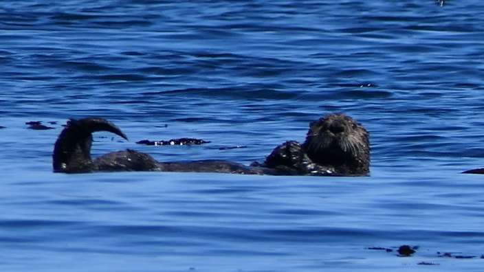 Seeotter im Tangwald