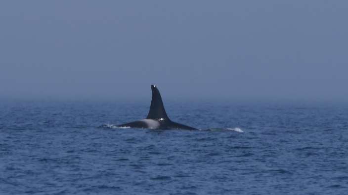 Orca auf der Lachs-Jagd