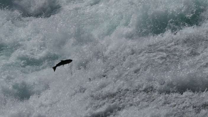 springender Lachs - leider ohne Bär
