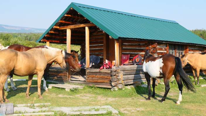 neugierige Pferde auf der Terra Nostra Ranch