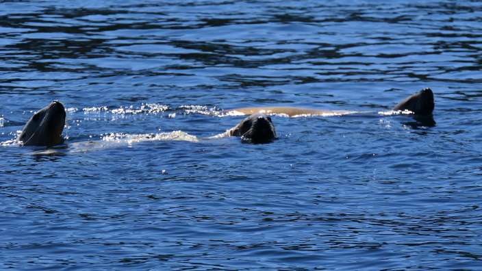 Stellar's Seelöwen auf dem Weg zum Lunch