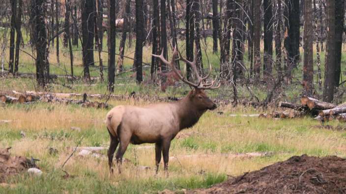 Weckruf - Wapiti vor der Unterkunft im Alpine Village