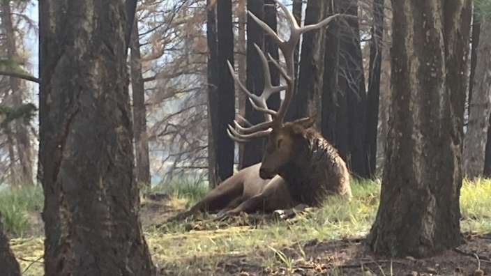 Tiere kehren in den Jasper zurück