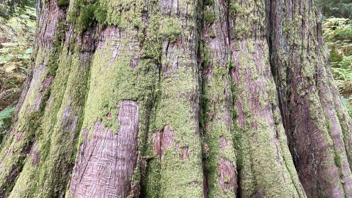 Urwaldriesen im Ancient Forest