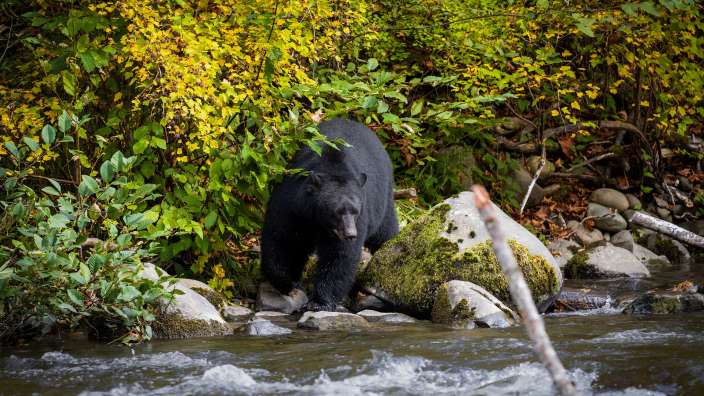 Wild Life nahe Campbell River, Vancouver Island