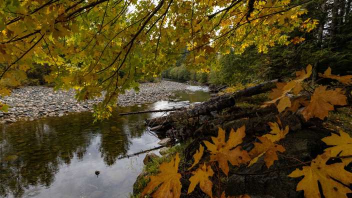 Englishman River Falls Park, bei Qualicum Beach, Van Island