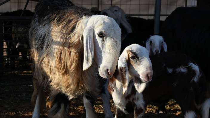auf der kleinen Farm in der Wüste