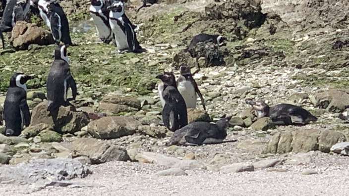 Pinguin - Schutzstation in Bettys Bay auf dem Clarins Drive