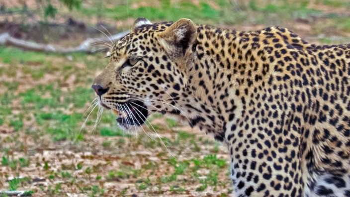 Leopard Begleitung im Kruger