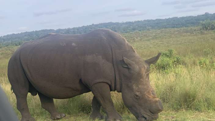 beschütztes Nashorn im Isimangolisa Park