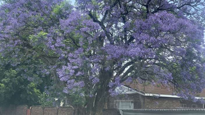 Jacaranda - Bäume - immer mehr im Norden