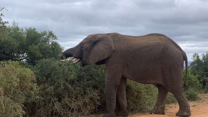 im Addo Elephant Park