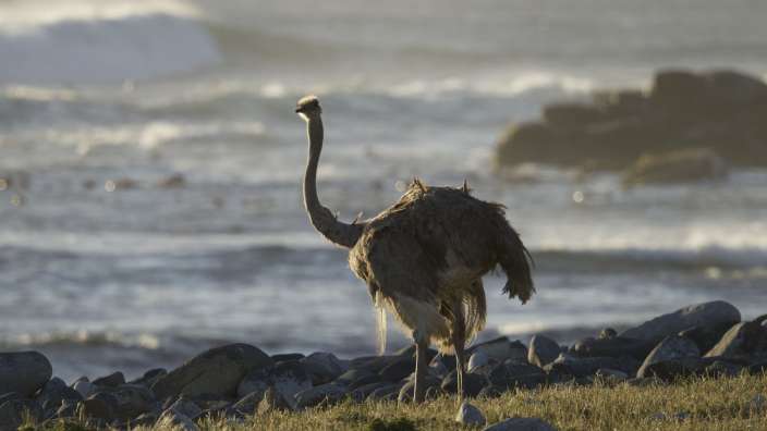 Straußen Vögel am Cap of good Hope im Abendlicht