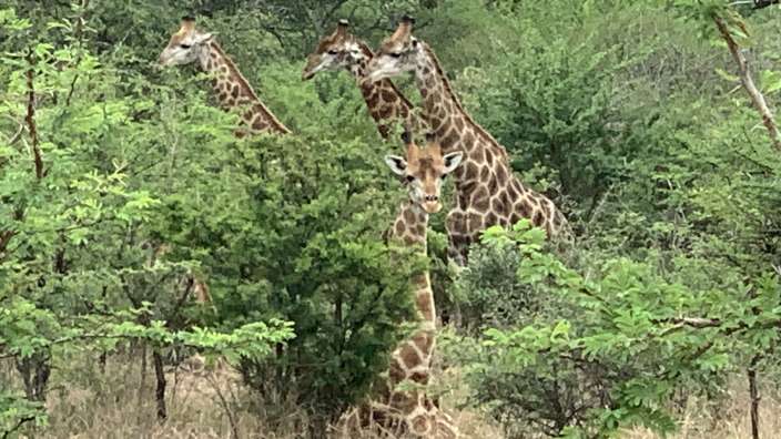 Giraffen beim Walken in einem privaten Wildreservat