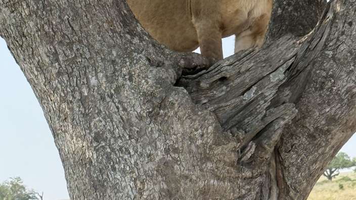 Eine wahnsinnige Begegnung