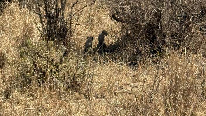 Gepardenmutter mit ihren Kindern ?