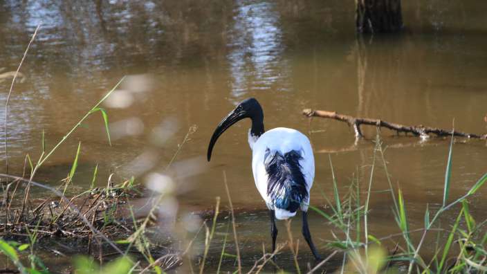 Heiliger Ibis