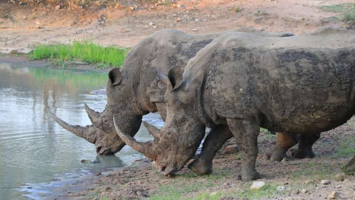 Breitmaulnashörner in Eswatini