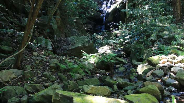 Abenteuerlicher Forest Trail