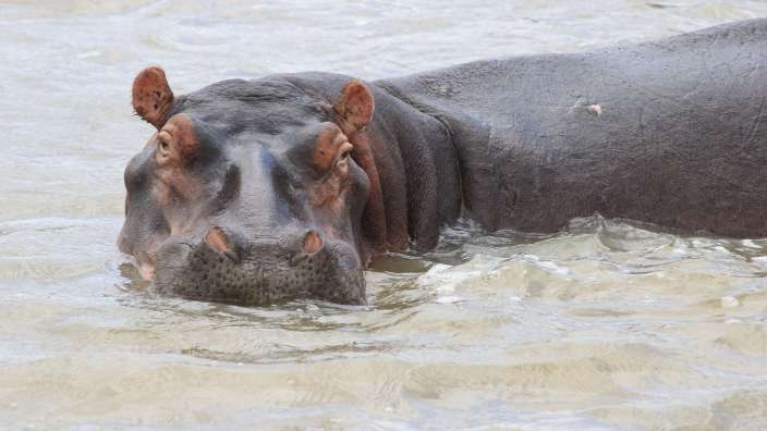 Hippo