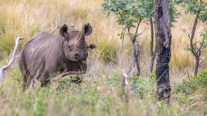Black Rhino im Welgevonden Game Reserve