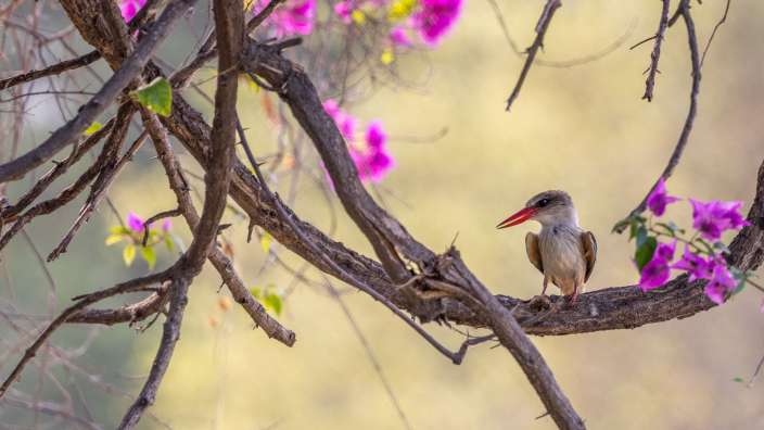 Brown-hooded Kingfisher im Timbavati Game Reserve